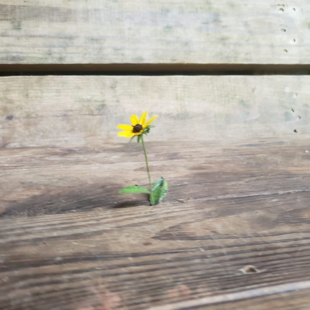 flower growing in the bench at sloppy floyd state park